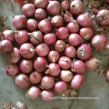 Export Standard Quality of Fresh Red Onion 5-7cm